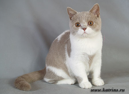 Katrin's Filipp , питомник Кэтрин, британские котята окраса биколор