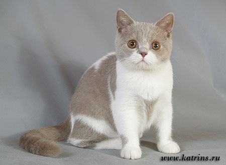 Katrin's Filipp , питомник Кэтрин, британские котята окраса биколор