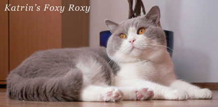 Katrin's Foxy Roxy, питомник Кэтрин, британские котята окраса биколор