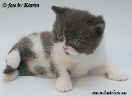 Katrin's Franklin, питомник Кэтрин, британские котята окраса биколор