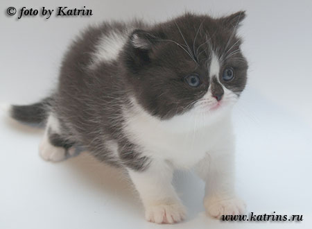 Katrin's Funny Blaze, британская кошка чёрная с белым