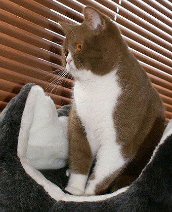 Katrin's Ornella, питомник Кэтрин, британские котята окраса биколор