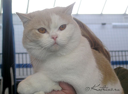 Katrin's I Am Tihon, питомник Кэтрин, британские котята окраса биколор