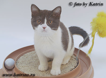 Katrin's Yasha, питомник Кэтрин, британские котята окраса биколор