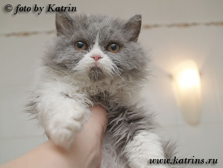 Katrin's Curly Ruslana, селкирк рексы различных окрасов, длинношерстные и короткошерстные