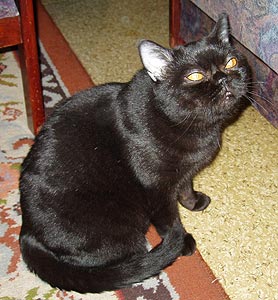 Night Fibi Keits Katrin, британская черная кошка