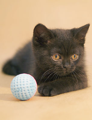 Katrin's Issey, британский черный кот