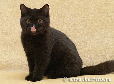Katrin's Ivan, британский черный кот