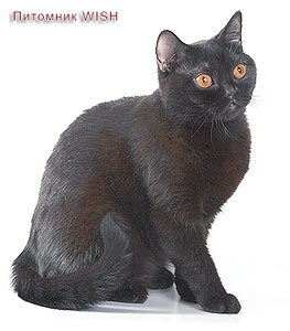 Nadin Black Vernissage of Katrin, британская черная кошка