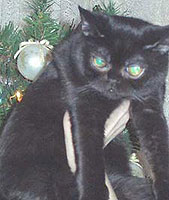 Night Fibi Keits Katrin, британская черная кошка