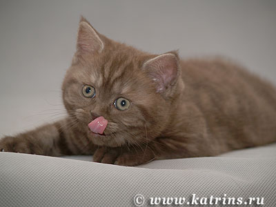 Katrin's Alika, Британские кошки тэбби, серебристых и дымчатых окрасов