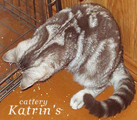 Katrin's Baterflay, Британские кошки мраморные, пятнистые, серебристые и дымчатые