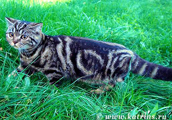 Katrin's Carmen, Британские кошки мраморные, пятнистые, серебристые и дымчатые
