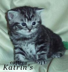 Katrin's Charlyn, Британские кошки мраморные, пятнистые, серебристые и дымчатые