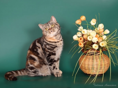 Katrin's Diana, Британские кошки тэбби, серебристых и дымчатых окрасов