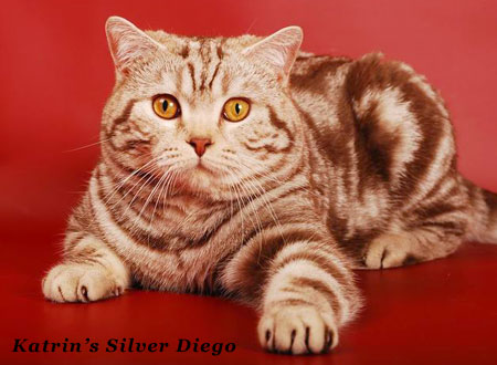 Katrin's Silver Diego , Британские кошки тэбби, серебристых и дымчатых окрасов