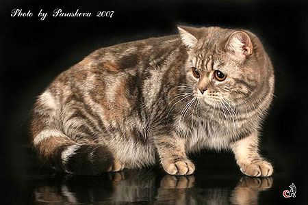 Katrin's Silver Ustinja, Британские кошки тэбби, серебристых и дымчатых окрасов