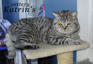 Katrin's Valmont, Британские кошки мраморные, пятнистые, серебристые и дымчатые