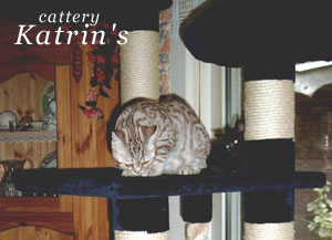 Katrin's Vladimir, Британские кошки мраморные, пятнистые, серебристые и дымчатые