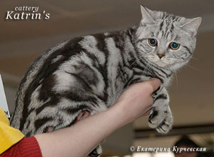 Katrin's Wendy, Британские кошки мраморные, пятнистые, серебристые и дымчатые