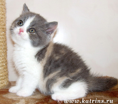 Katrin's Gamma, питомник Кэтрин, британские котята окраса триколор