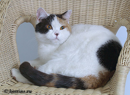Katrin's Glauper, питомник Кэтрин, британские котята окраса триколор
