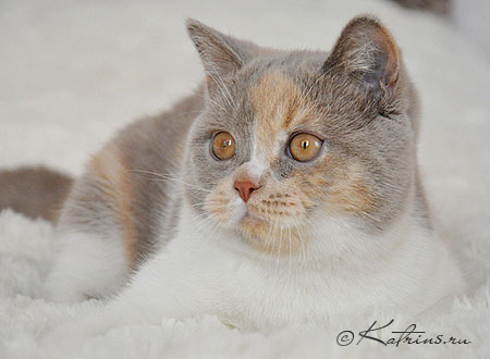 Katrin's Nastasja, питомник Кэтрин, британские котята окраса триколор
