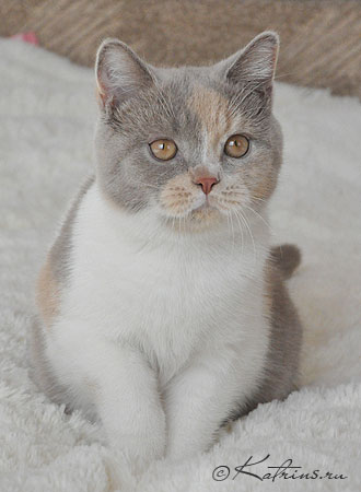 Katrin's Nastasja, питомник Кэтрин, британские котята окраса триколор