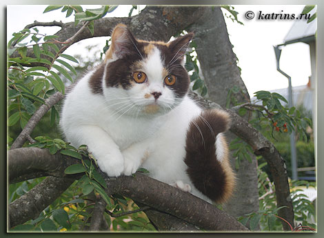 Katrin's Yelysaveta, питомник Кэтрин, британские котята окраса триколор