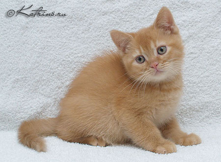 Британский кот красный тиккированный, Katrin's Uliyan