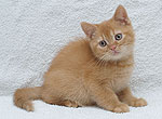 Фотографии наших кошек от новых владельцев, Катрин Ульяна