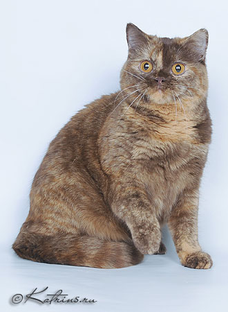Британская кошка шоколадная черепаха, Katrin's Yaroslava