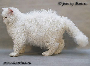 Katrin's Curly White Jemchughinka