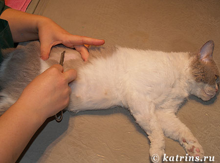 стерилизация кошки